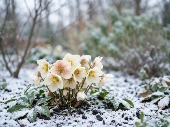 Ciemiernik (Helleborus) — białe i różowe kwiaty przebijające się przez resztki śniegu w polskim ogrodzie