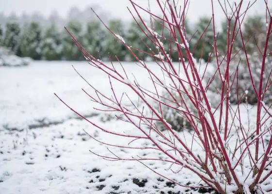 Dereń biały — jaskrawoczerwone pędy na tle śniegu