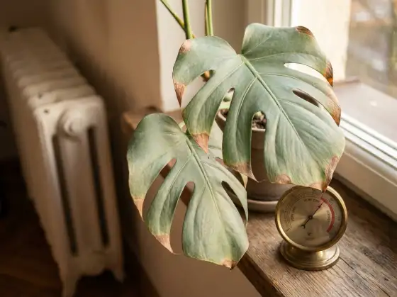 Rośliny doniczkowe w jasnym mieszkaniu — walka z suchym powietrzem i brakiem światła zimą