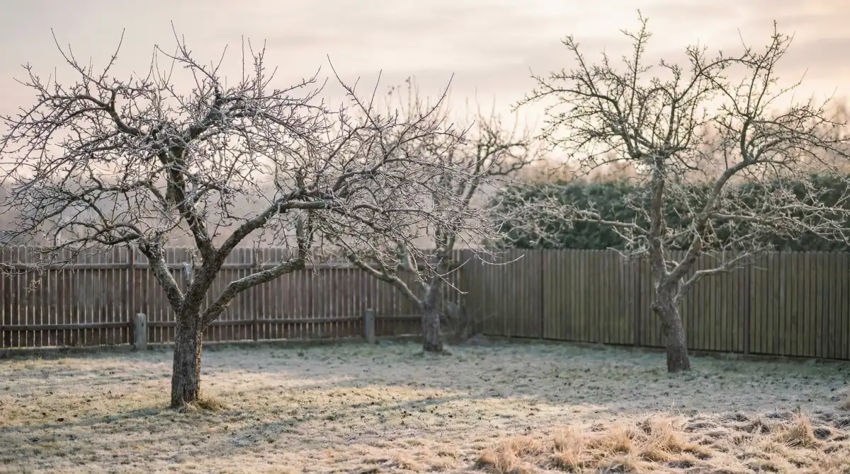 Gołe gałęzie jabłoni w zimowym polskim ogrodzie — luty, czas na cięcie drzew owocowych