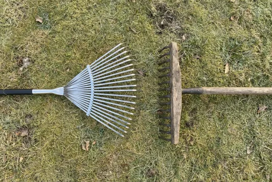 Grabie wachlarzowe i ogrodowe leżące obok siebie na trawniku — porównanie